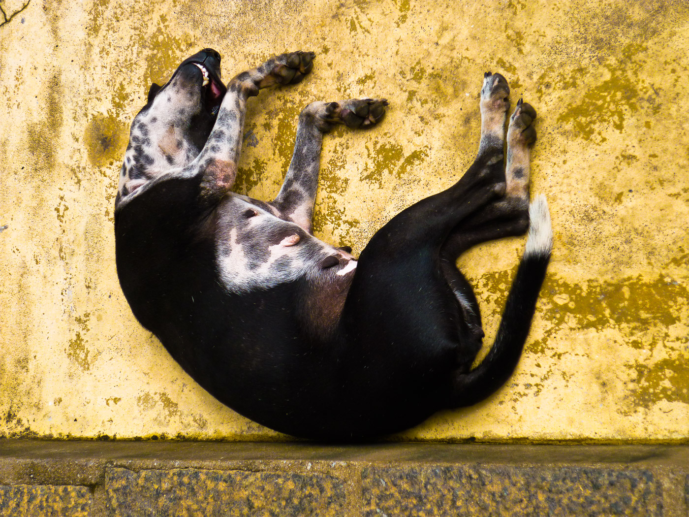 A sleeping dog dreams of floating in space