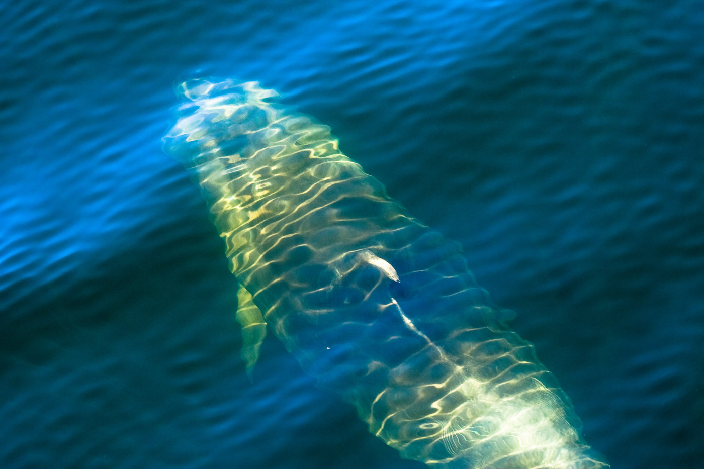 3 Dolphin beneath the Sound
