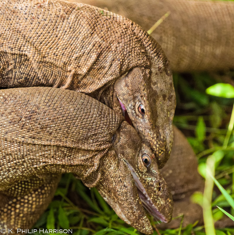 Two land monitor lizards mating in Sri Lanka