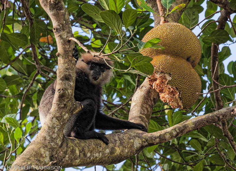 Endangered monkey, the purple-faced leaf langur, eating a giant jackfruit near Galle in Sri Lanka