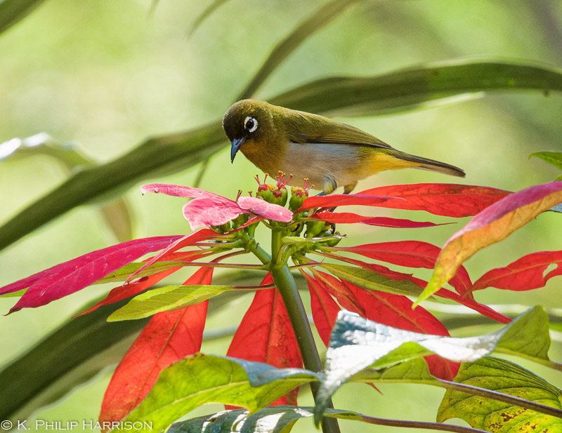 Sri Lanka white-eye, endemic, feeding on nectar of red flower