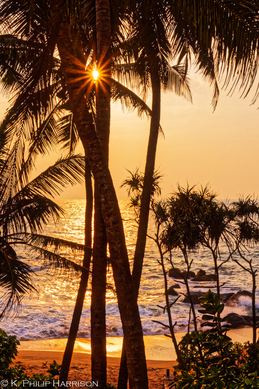 Sunset through the palm trees