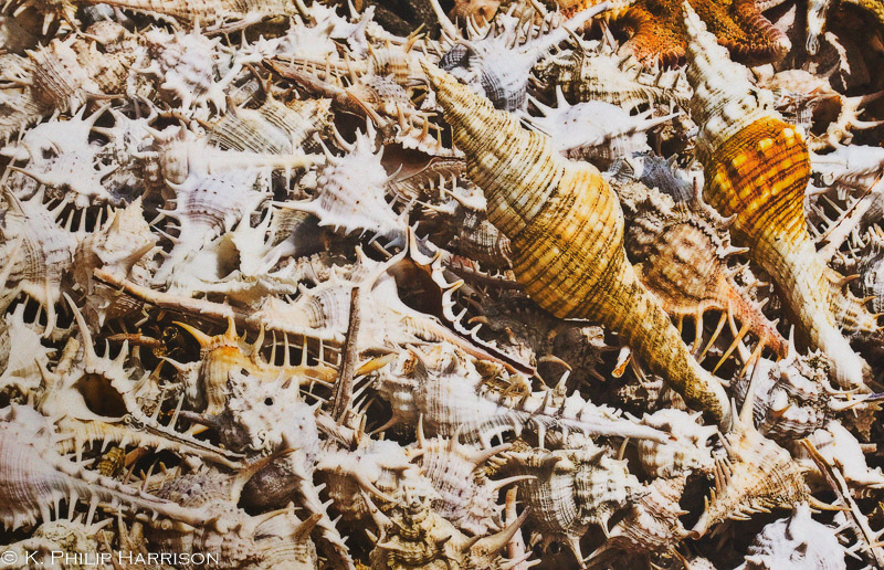 Seashells, Jaffna