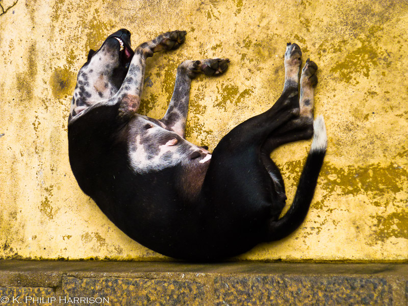 A sleeping dog dreams of floating in space