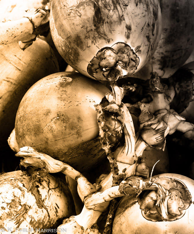 Coconuts in a lovely bunch