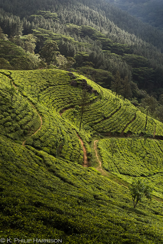 Tea estate and mountains near Matale